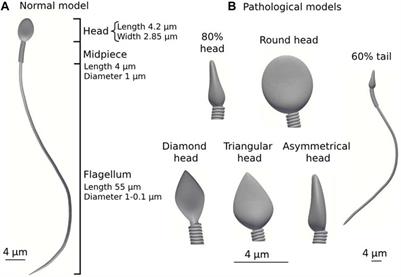 Evaluation of women’s aging influence on sperm passage inside the fallopian tube using 3D dynamic mechanical modeling